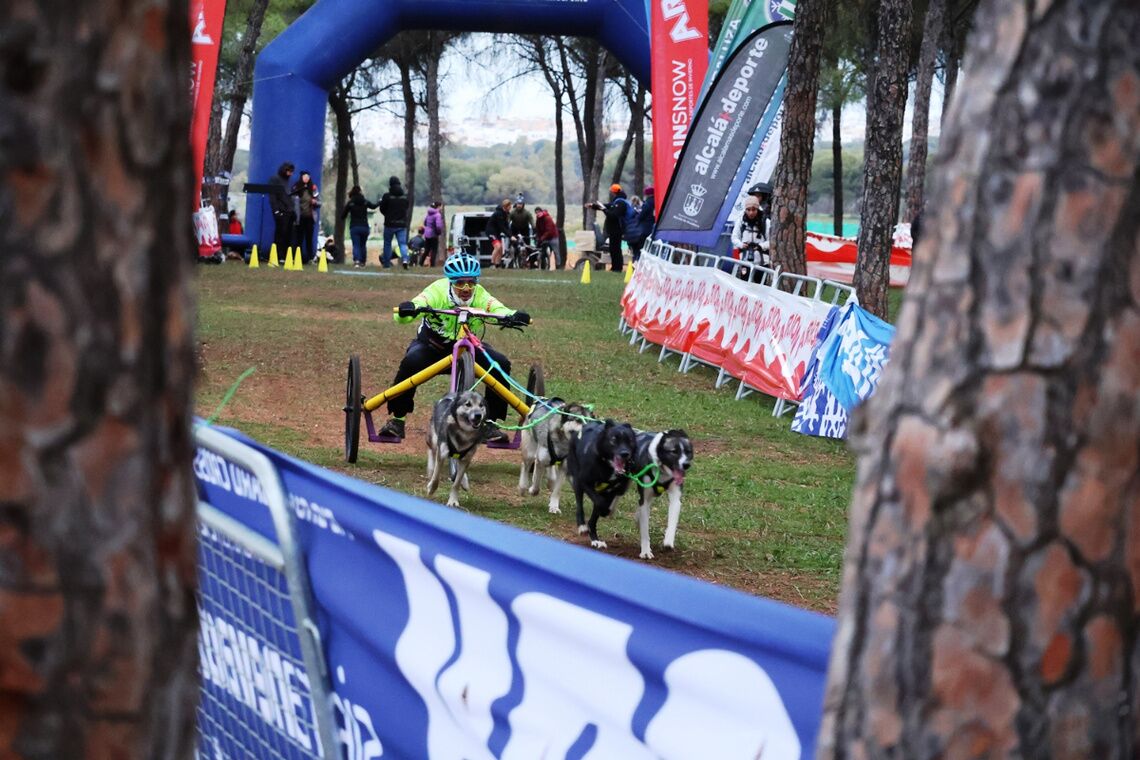 Alcalá de Guadaíra acoge una  nueva edición de la Copa de España de Mushing 2025